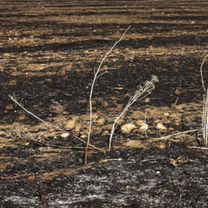 Cynan Jones<br>Tiempo sin lluvia