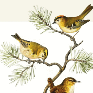 Hernán Ronsino<br>Una música