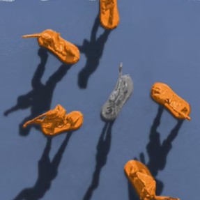 Tomás Downey<br>López López